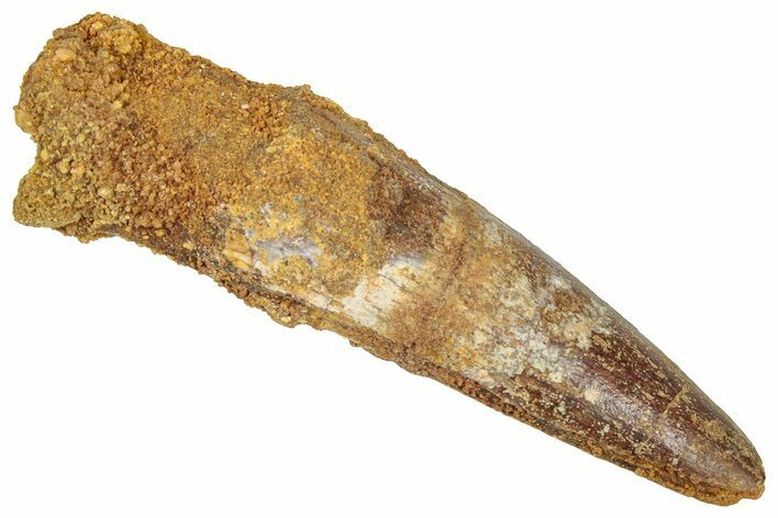 Fossil Spinosaurus Tooth - Real Dinosaur Tooth #357812